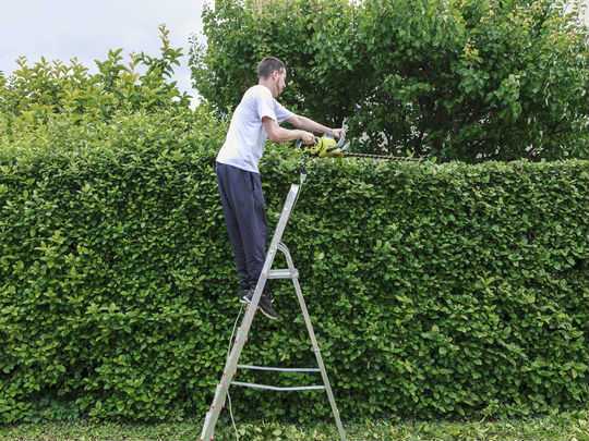 homme sur une echelle qui tond un arbre